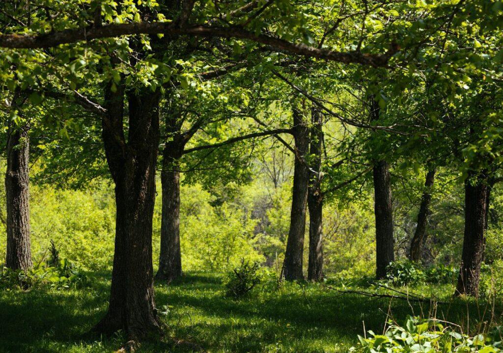 Andalucía apuesta por el futuro sostenible de la madera slider dcho 04